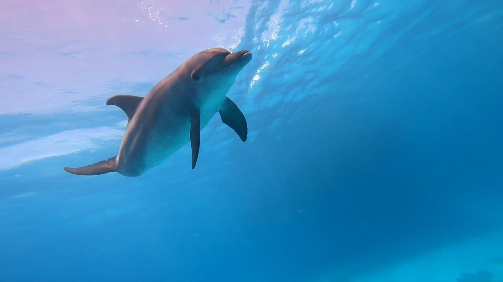 🐬 Bootsausflüge Rotes Meer – Orange Bay, Delfinschwimmen & mehr | Amara Trips