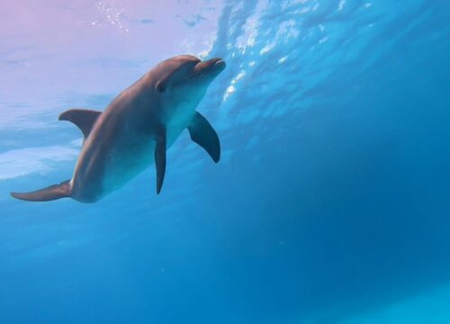 Red Sea Boat Trips from Hurghada – Orange Bay, Dolphin Watching & More