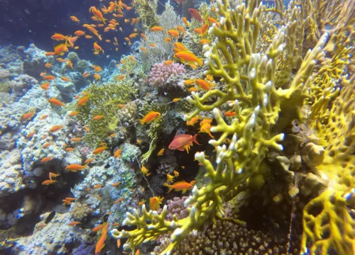 El Gouna Day Trip from Hurghada – Lagoons, Marina & Downtown