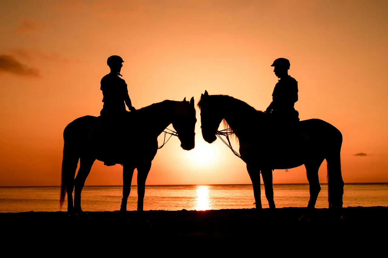 🐴 Reiten am Strand & Schwimmen mit Pferden am Roten Meer | Amara Trips